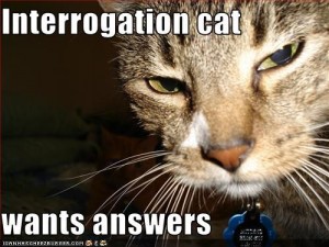 Interrogation cat wants answers