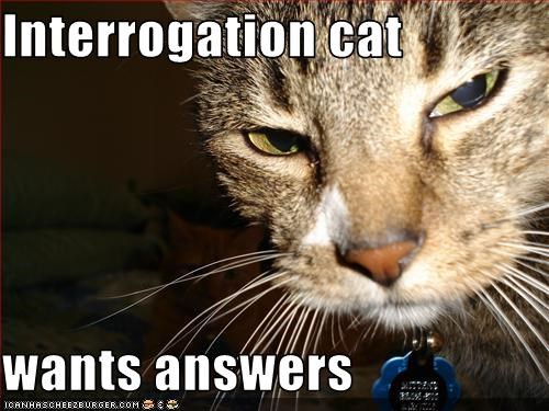 interrogationcat2.jpg