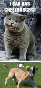 lolcat-faildog